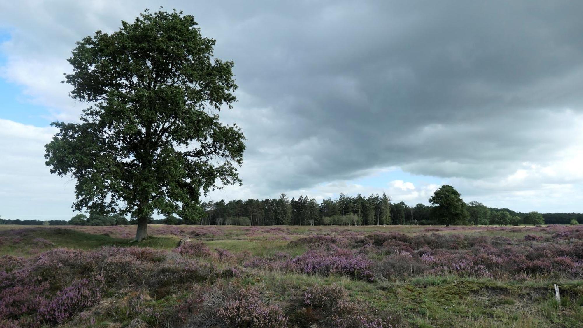 Huisje De Geluksvogel Zorgvlied Luaran gambar