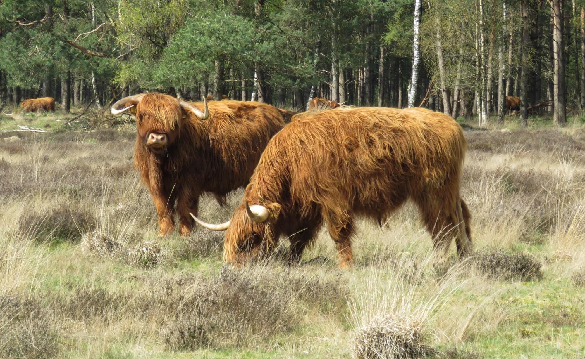 Huisje De Geluksvogel Zorgvlied Luaran gambar